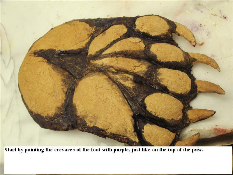 bearpaw (43)