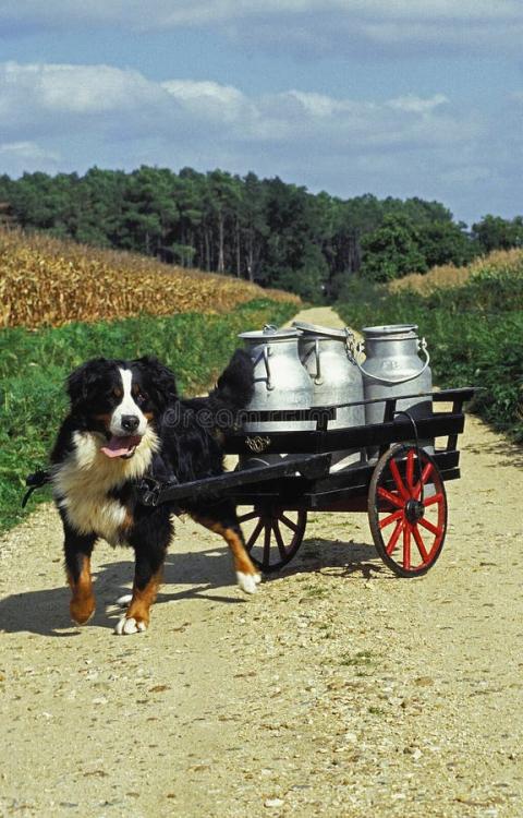 bernese-mountain-dog-adult-pulling-cart-