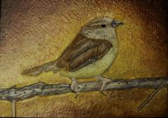 Carolina Wren #3