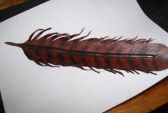 Leather Hawk feather