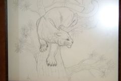 Stohlman_Museum_Sketch_Cougar_1.jpg