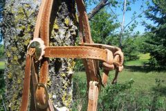 working bridle.JPG