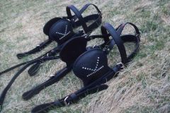 driving bridle pair.JPG