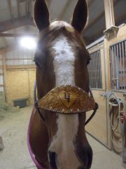 Halter Noseband