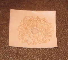 aster