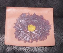 aster color