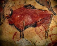 bison
