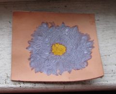 aster New color2