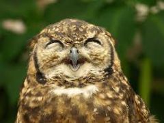 Laughing Owl