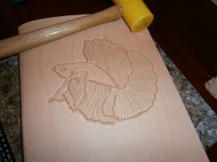 Betta on folder