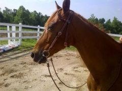 Patience with Braided Headstall And Reins