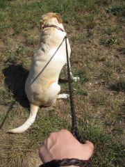BRAIDED DOG LEAD
