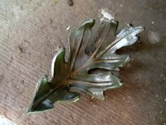 Oak Leaf: Practice Piece