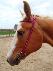 Spiked Rhodamine On Palomino