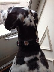 Dog collar daisys