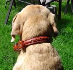 Dog collar