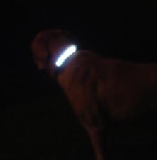 Dog collar4