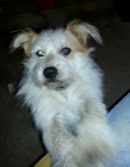 Charlene The shop Dog