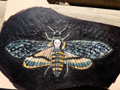 death's head moth