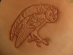 owl