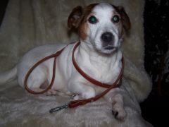 Dog leash, my dog Ginnie is modelling :)