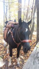 My mare Gypsy showing off the rope halter