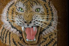 Tiger Portrait