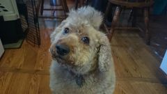What you looking at?  Don't you talk about my mohawk like that!!