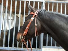 My first bridle Mar2014