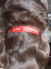 on dog , dog collar