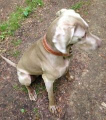 dog wearing collar I made