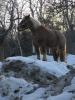 Ginger on Snowmound7.jpg