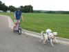 dogscootering03_600.jpg