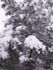 oct_snow_002__Large_.jpg