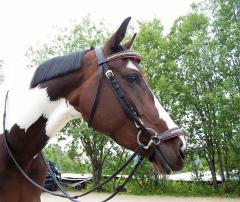 Bridle with drop noseband