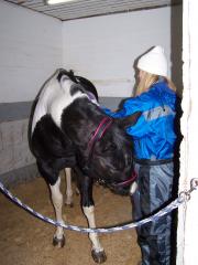 Halter for christmas