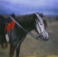 paradebridle1.jpg