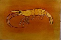 shrimp