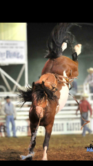 Bucking Bronc portfolio