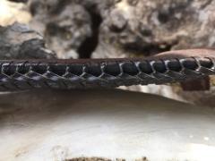 Damascus Skinner, Rattlesnake Inlay, Double Loop Laced edges