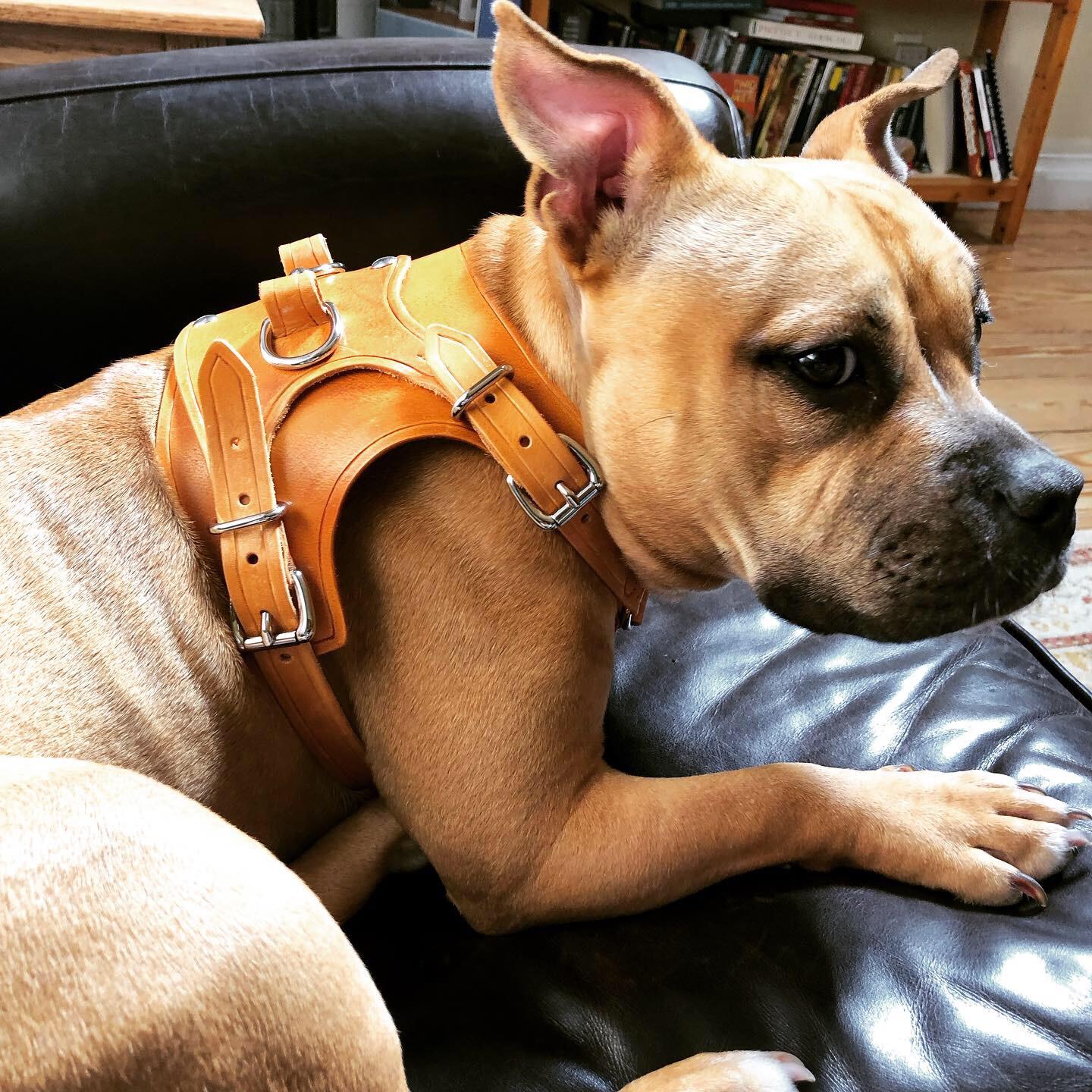 bully dog harness