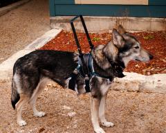Mobility Assistance Service Dog Harness