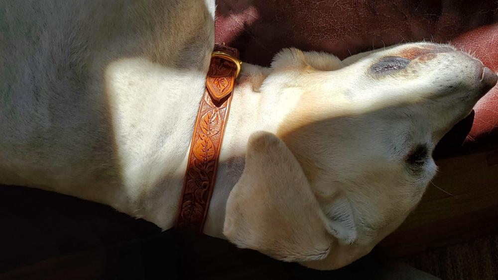 Greta's Collar.jpg