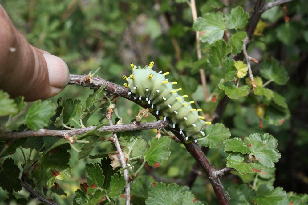 caterpillar1.JPG