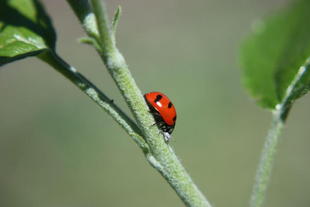 ladybug1.JPG