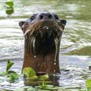 LakeOtter