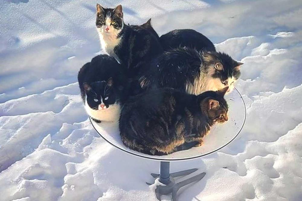 cats in satellite dish.jpg