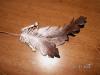 leather_feathers_001__Small_.jpg