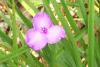 spiderwort_03.jpg